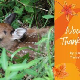 Woodland Thanksgiving Video from the Blue Ridge Mountains